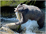 Alaska Bear Adventure