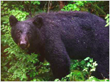 Neets Bay Bear Watch Expedition
