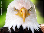 Russian America & Raptor Center Tour