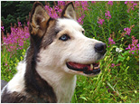 Musher's Camp & Sled Dog Experience