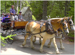 Acadia Carriage Ride & Cadillac Mountain