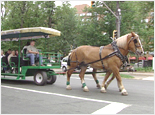 Halifax Horse-Drawn Trolley