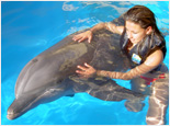 Dolphin Swim