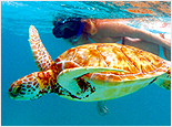 Sea Turtle Snorkel
