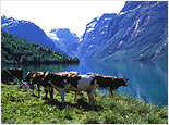 Cruise on Lake Loen