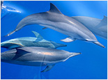 Glass Bottom Dolphin Adventure with lunch