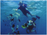 SeaFun Beach Snorkel