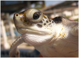 Cuyutlan Eco Paradise & Sea Turtle Experience