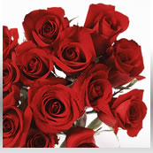 One Dozen Red Roses
