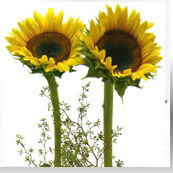 Seasonal Dual Bud Vase