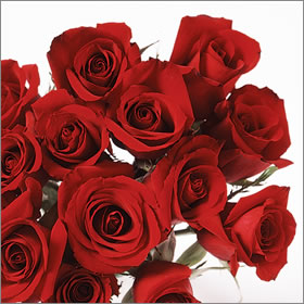 One Dozen Red Roses