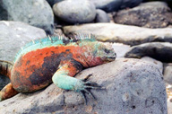 Marine Iguana