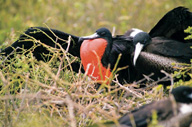 Magnificent frigate bird
