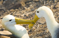 Galapagos Albatross