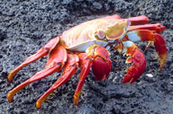 Sally Lightfoot Crab