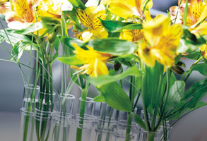 Floral Arrangements