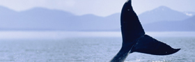 Alaska Whale Watching