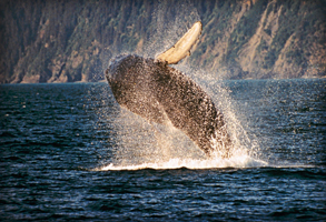 The Ocean Fund