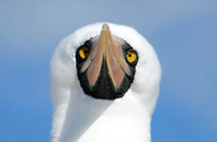 Daphne Island, Galapagos
