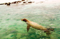 Gardner Bay, Española