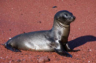 Rabida Island, Galapagos