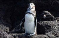 Bartolome Island