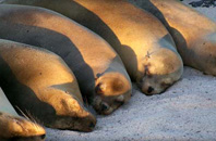 Puerto Baquerizo Moreno, Isla San Cristobal