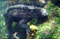 Urvina Bay, Isla Isabela