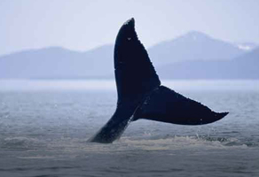Alaska Cruise Special
