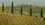 European Vineyard