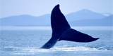 Celebrity Cruises Alaska vacations