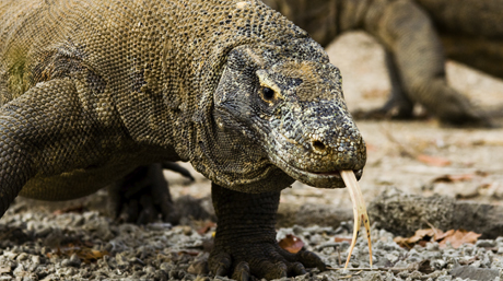 Largest Living Lizard