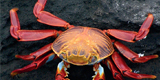 Celebrity Cruises Galapagos vacations