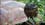 Famed tortoises of the Galapagos