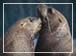 Celebrity Cruises Alaska- Itineraries