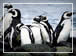 Celebrity Cruises South America Itineraries