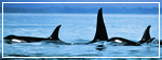 The Ocean Fund