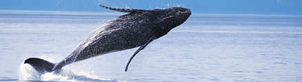 Alaska Cruises