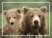 Celebrity Cruises Alaska Shore Excursions