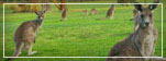 Australia & New Zealand Vacations