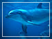 Celebrity Cruises Bahamas Shore Excursions