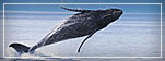 Alaska cruise vacations