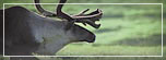 Alaska Cruisetours