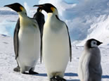 celebrity_antarctica_cruises.jpg