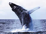 celebrity_alaska_cruises.gif
