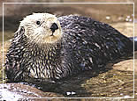 seaard_alaska_cruise.jpg